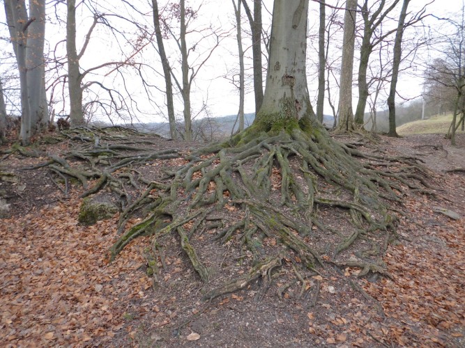 tree root plumbing emergency