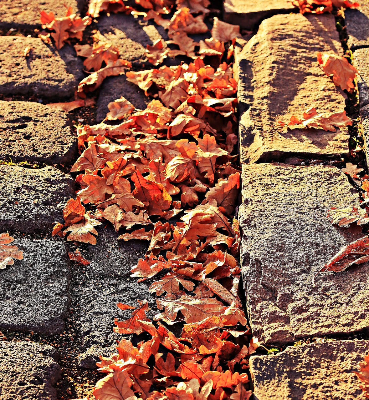 Leaves built up against rocks